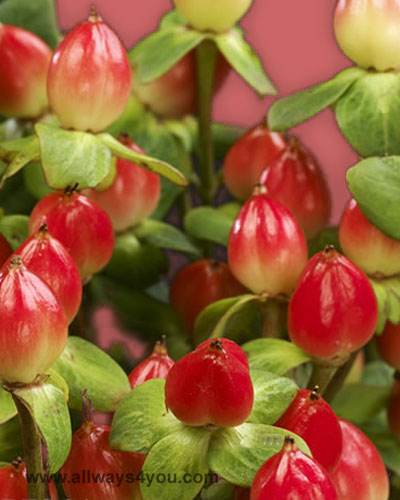 Hypericum Red Temptation Flowers